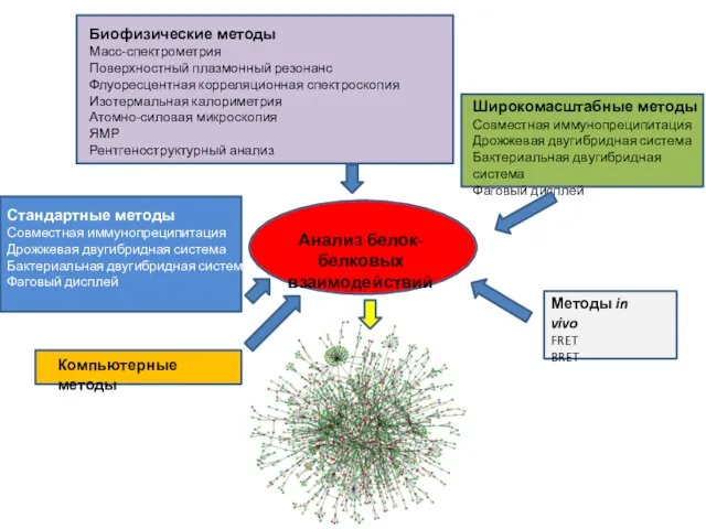 Биофизические методы Масс-спектрометрия Поверхностный плазмонный резонанс Флуоресцентная корреляционная спектроскопия Изотермальная калориметрия