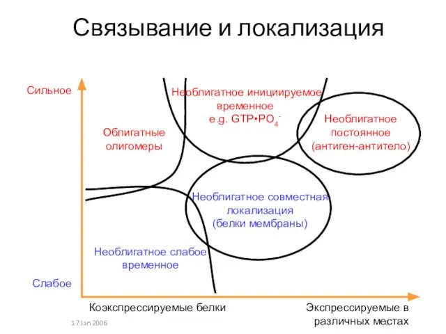 17 Jan 2006 Связывание и локализация Облигатные олигомеры Необлигатное слабое временное