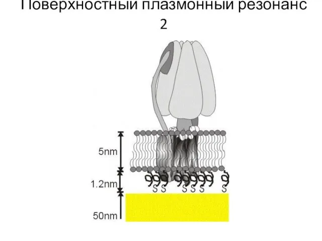 Поверхностный плазмонный резонанс 2