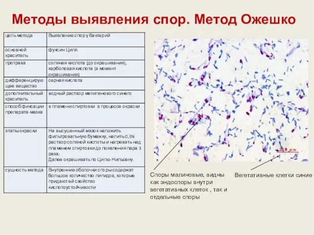 Методы выявления спор. Метод Ожешко Споры малиновые, видны как эндоспоры внутри