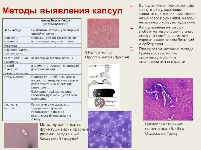 Капсулы имеют консистенцию геля, плохо удерживают краситель, и для их выявления