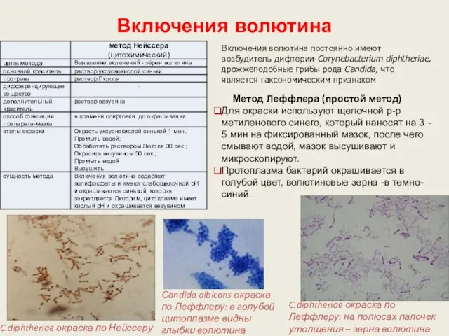 Включения волютина Метод Леффлера (простой метод) Для окраски используют щелочной р-р