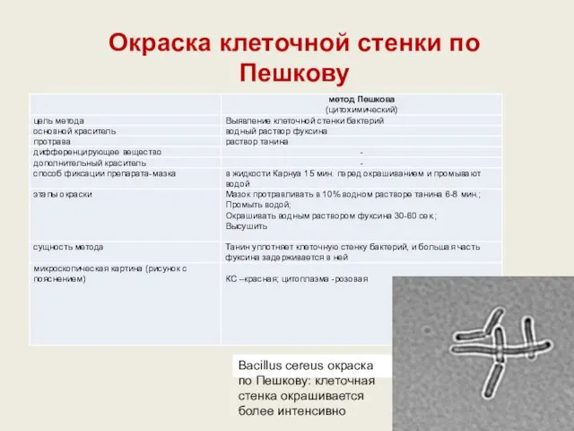 Окраска клеточной стенки по Пешкову Bacillus cereus окраска по Пешкову: клеточная стенка окрашивается более интенсивно