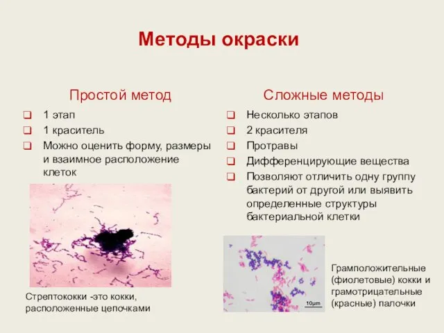 Методы окраски Простой метод 1 этап 1 краситель Можно оценить форму,