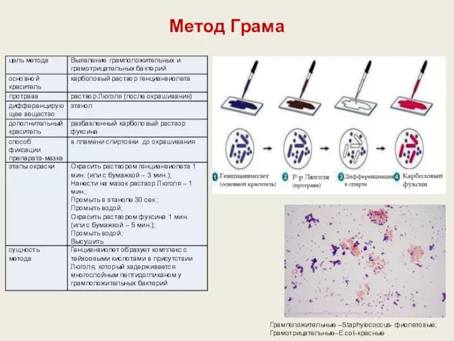 Метод Грама Грамположительные –Staphylococcus- фиолетовые; Грамотрицательные–E.coli-красные