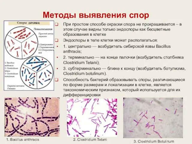 Методы выявления спор При простом способе окраски спора не прокрашивается –