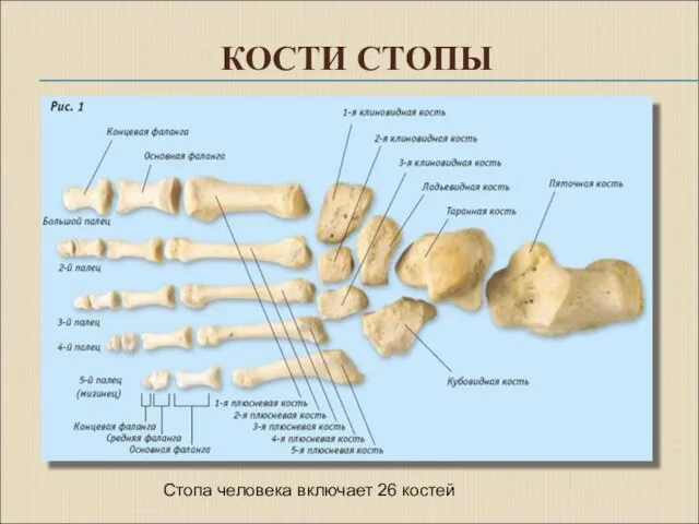 КОСТИ СТОПЫ Стопа человека включает 26 костей