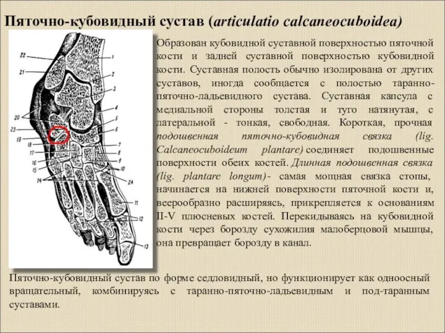 Пяточно-кубовидный сустав (articulatio calcaneocuboidea) Пяточно-кубовидный сустав по форме седловидный, но функционирует