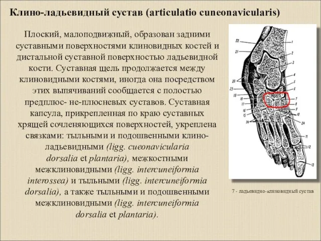 7 - ладьевидно-клиновидный сустав Клино-ладьевидный сустав (articulatio cuneonavicularis) Плоский, малоподвижный, образован