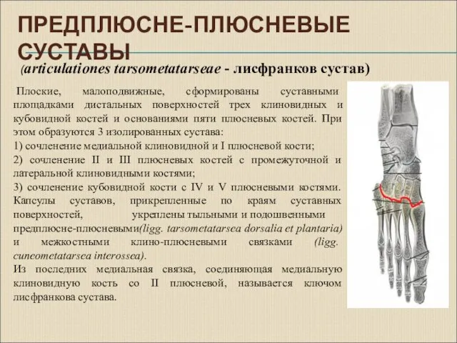 ПРЕДПЛЮСНЕ-ПЛЮСНЕВЫЕ СУСТАВЫ Плоские, малоподвижные, сформированы суставными площадками дистальных поверхностей трех клиновидных