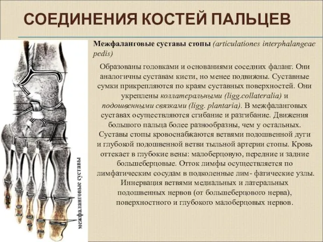 СОЕДИНЕНИЯ КОСТЕЙ ПАЛЬЦЕВ Образованы головками и основаниями соседних фаланг. Они аналогичны