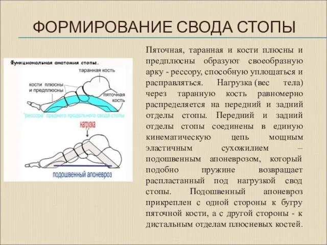 ФОРМИРОВАНИЕ СВОДА СТОПЫ Пяточная, таранная и кости плюсны и предплюсны образуют