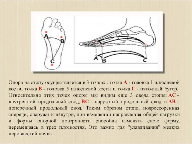 Опора на стопу осуществляется в 3 точках : точка А -