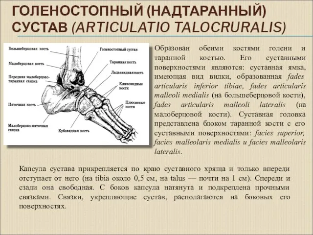 ГОЛЕНОСТОПНЫЙ (НАДТАРАННЫЙ) СУСТАВ (ARTICULATIO TALOCRURALIS) Образован обеими костями голени и таранной