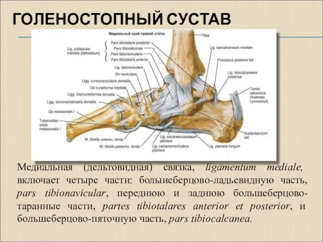 ГОЛЕНОСТОПНЫЙ СУСТАВ Медиальная (дельтовидная) связка, ligamentum mediale, включает четыре части: болыиеберцово-ладьевидную