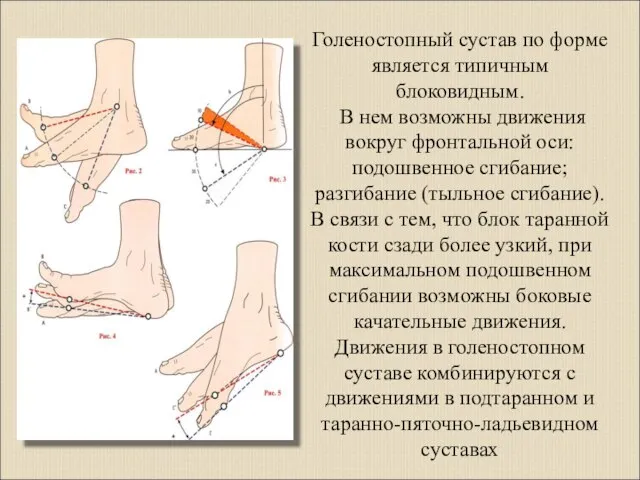 Голеностопный сустав по форме является типичным блоковидным. В нем возможны движения