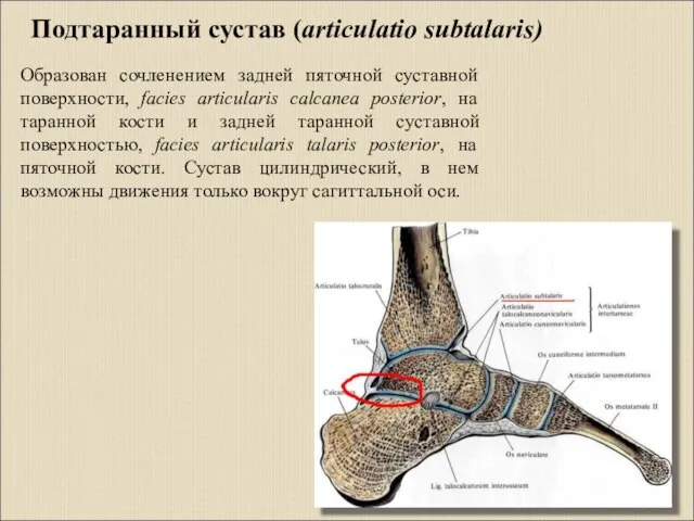 Образован сочленением задней пяточной суставной поверхности, facies articularis calcanea posterior, на