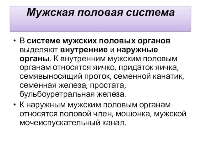 Мужская половая система В системе мужских половых органов выделяют внутренние и