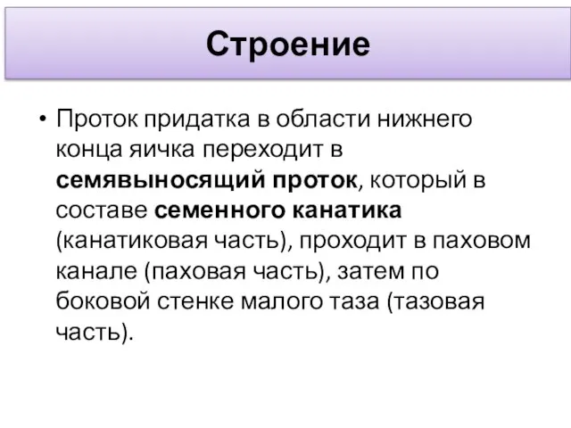 Строение Проток придатка в области нижнего конца яичка переходит в семявыносящий