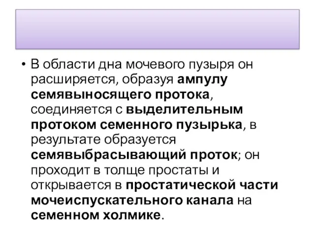 В области дна мочевого пузыря он расширяется, образуя ампулу семявыносящего протока,