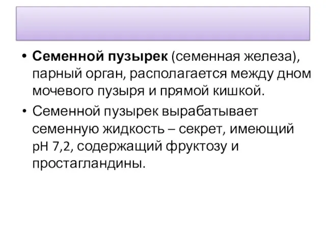 Семенной пузырек (семенная железа), парный орган, располагается между дном мочевого пузыря