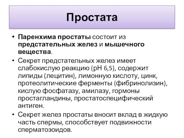 Простата Паренхима простаты состоит из предстательных желез и мышечного вещества. Секрет