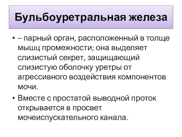 Бульбоуретральная железа – парный орган, расположенный в толще мышц промежности; она