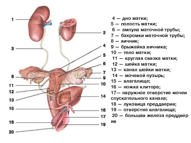 4 — дно матки; 5 — полость матки; 6 — ампула