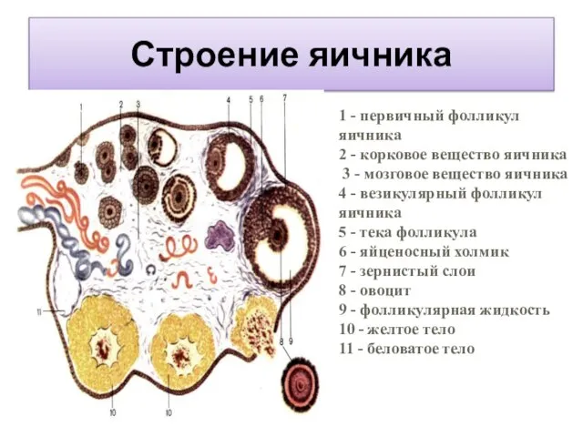 Строение яичника 1 - первичный фолликул яичника 2 - корковое вещество