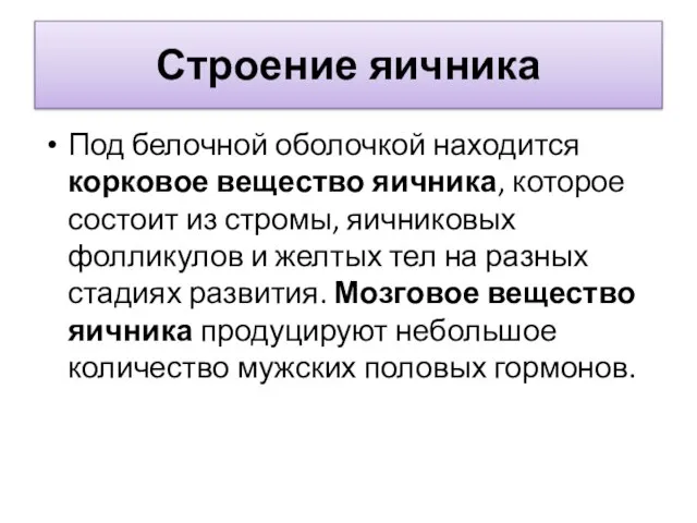 Строение яичника Под белочной оболочкой находится корковое вещество яичника, которое состоит