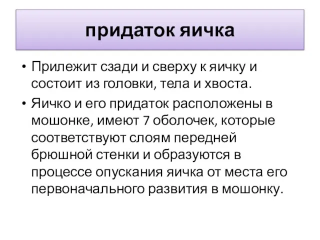 придаток яичка Прилежит сзади и сверху к яичку и состоит из