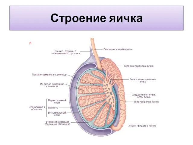 Строение яичка