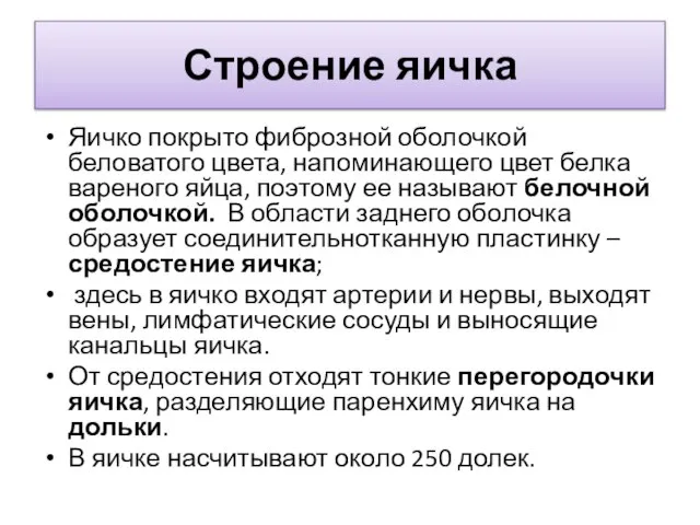 Строение яичка Яичко покрыто фиброзной оболочкой беловатого цвета, напоминающего цвет белка