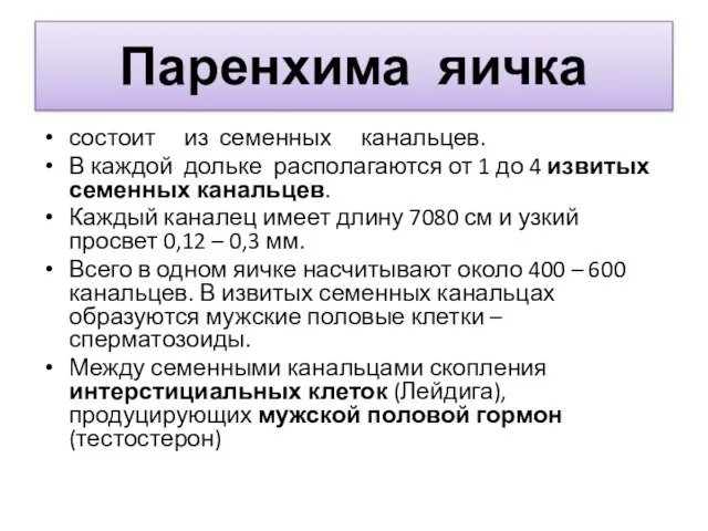 Паренхима яичка состоит из семенных канальцев. В каждой дольке располагаются от