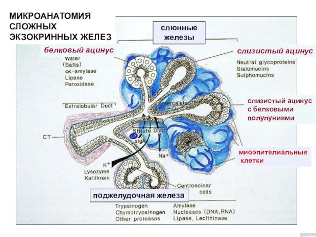 слюнные железы слизистый ацинус белковый ацинус миоэпителиальные клетки поджелудочная железа слизистый