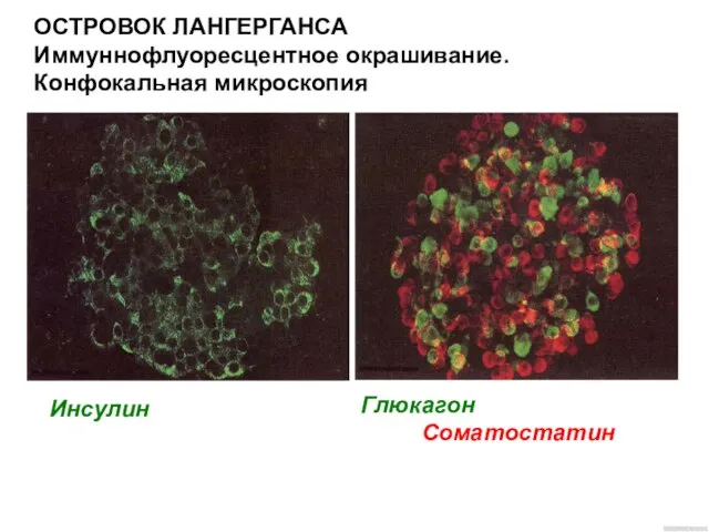 ОСТРОВОК ЛАНГЕРГАНСА Иммуннофлуоресцентное окрашивание. Конфокальная микроскопия Глюкагон в альфа-клетках Соматостатин в дельта-клетках Инсулин в бета клетках