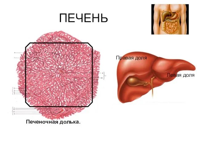 Печеночная долька. Левая доля Правая доля ПЕЧЕНЬ