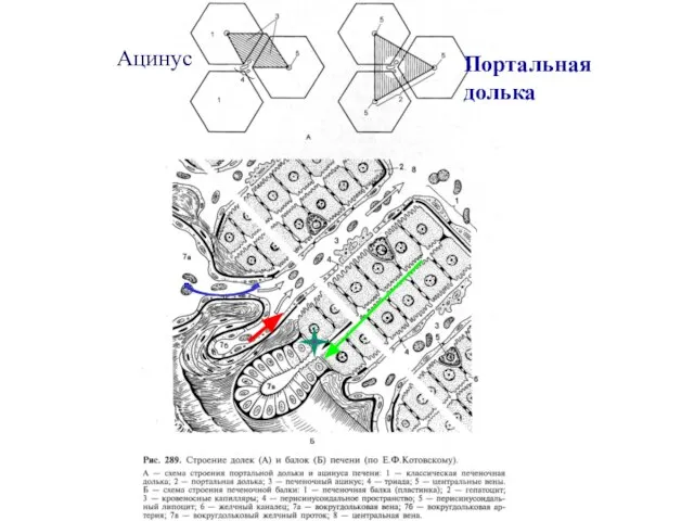 Ацинус Портальная долька