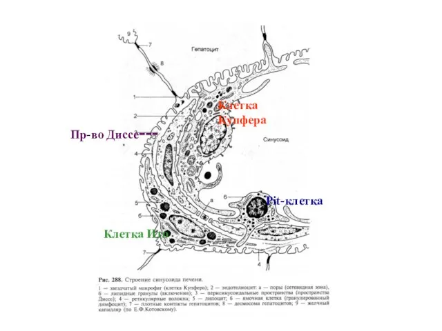 Клетка Ито Pit-клетка Клетка Купфера Пр-во Диссе---