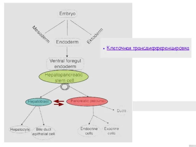 ● Клеточная трансдифференцировка