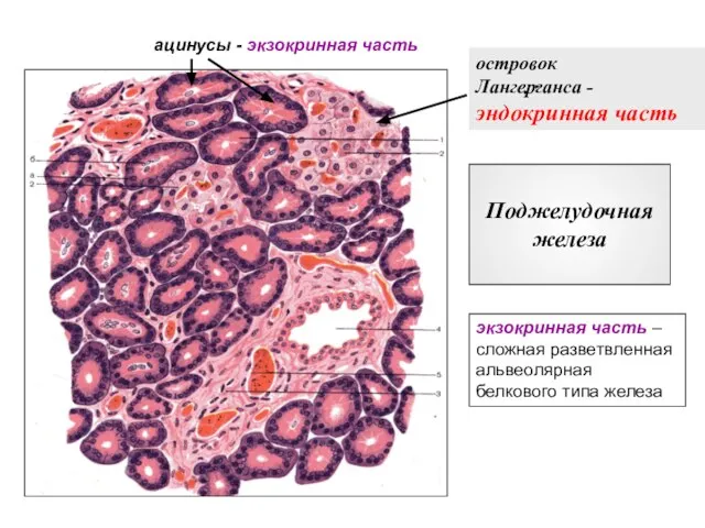 Поджелудочная железа островок Лангерганса - эндокринная часть ацинусы - экзокринная часть