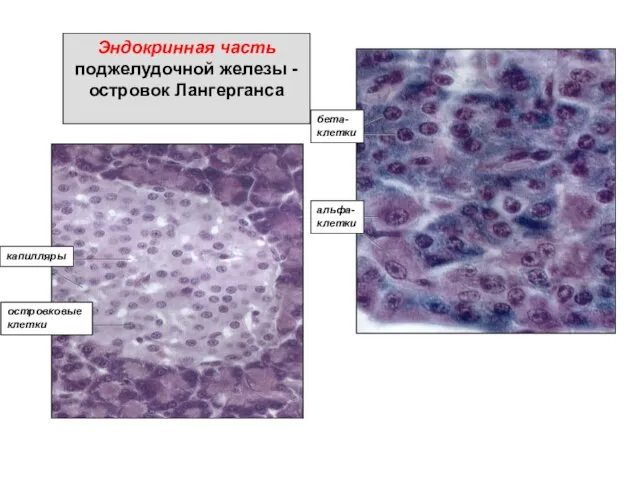 Эндокринная часть поджелудочной железы - островок Лангерганса