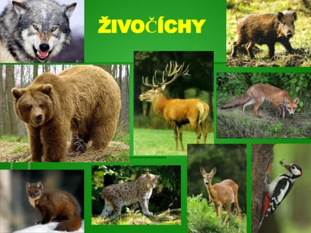 ŽIVOČÍCHY