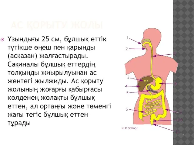 AC ҚОРЫТУ ЖОЛЫ Ұзындығы 25 см, бұлшық еттік түтікше өңеш пен