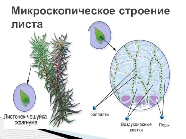 Микроскопическое строение листа