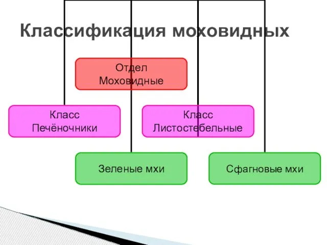 Классификация моховидных