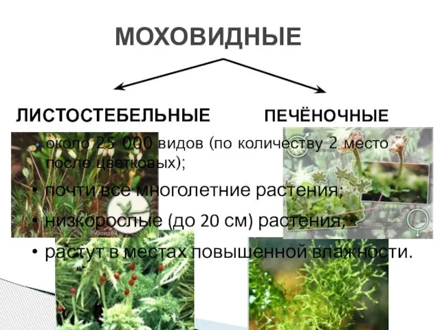 около 25 000 видов (по количеству 2 место после цветковых); МОХОВИДНЫЕ