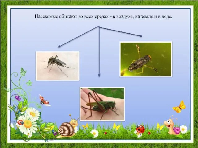 Насекомые обитают во всех средах - в воздухе, на земле и в воде.