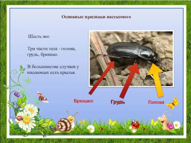 Основные признаки насекомого Шесть ног. Три части тела - голова, грудь,