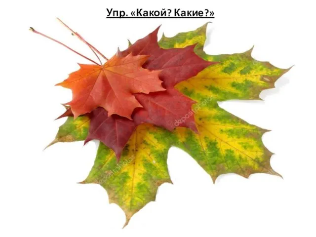 Упр. «Какой? Какие?»